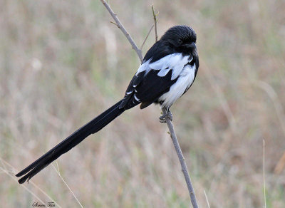 20140721_1402-Magpie-Shrike.jpg