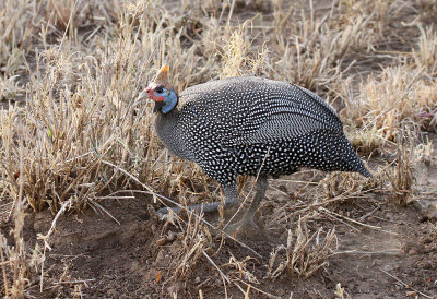 20140721_1406-Helmeted-Guineafowl.JPG