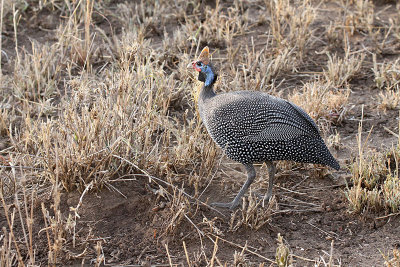 20140721_1408-Guineafowl.JPG