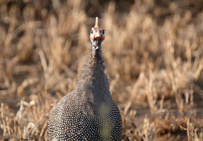 20140721_1410-Helmeted-Guineafowl.JPG