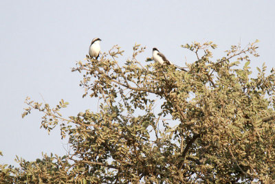 20140722_1434-Grey-backed-Shrike.JPG