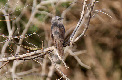 20140722_1438-Black-lored-Babbler.JPG