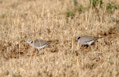 20140722_1440-Ring-necked-Dove.JPG