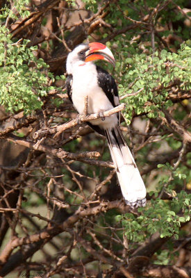 20140722_1442-Red-billed-Hornbill_.JPG