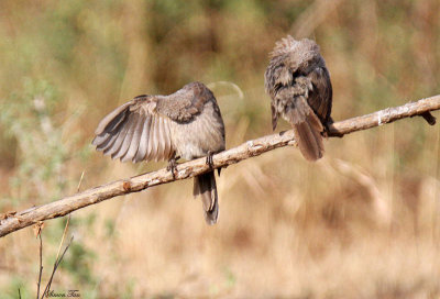 20140722_1444-Black-lored-Babbler_2.JPG