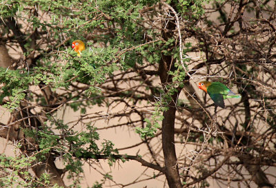 20140722_1446-Fishers-Lovebird.JPG