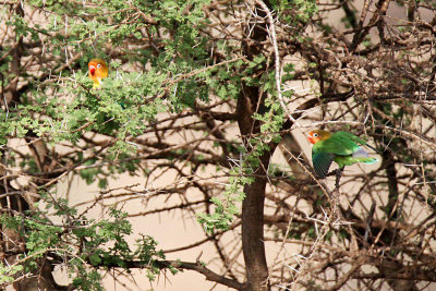 20140722_1448-Fishers-Lovebird.JPG