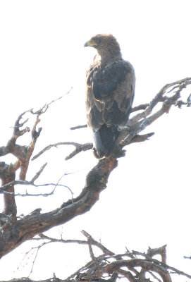 20140722_1454-Stepp-Eagle.JPG