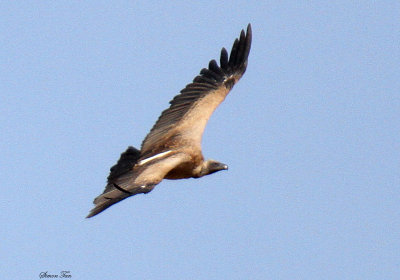 20140722_1456-White-backed-Vulture.JPG