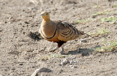 20140722_1458-Chestnut-bellied-Sandgrouse.JPG