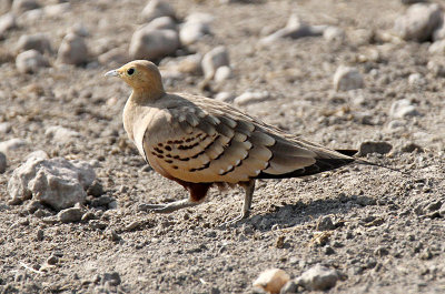 20140722_1460-Chestnut-bellied-Sandgrouse.JPG