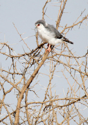 20140722_1466-Pygmy-Falcon.JPG