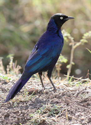 20140722_1468-Ruppells-Long-tailed-Starling.JPG