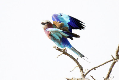 20140722_1470-Lilac-breasted-Roller.JPG