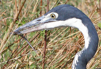 20140722_1474-head_BHHeron_Striped-Skink.jpg
