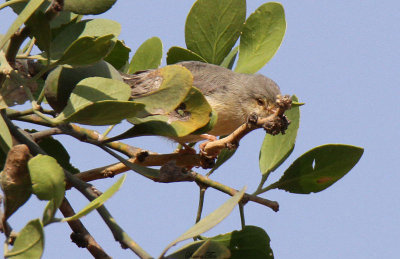 20140722_1478-id.JPG