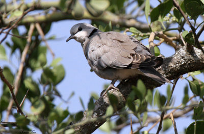 20140722_1480-Ring-necked-Dove.JPG
