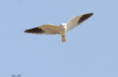 20140722_1482-Black-shouldered-Kite.JPG