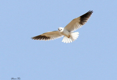 20140722_1484-Black-shouldered-Kite.JPG