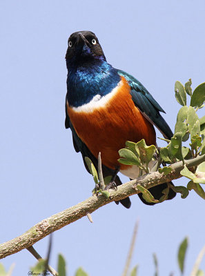 20140722_1486-Superb-Starling.JPG
