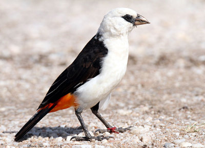 20140722_1490-White-headed-Buffalo-Weaver.JPG