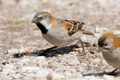 20140722_1492-Rufous-Sparrow.JPG