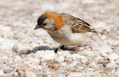 20140722_1494-Speckle-fronted-Weaver.JPG