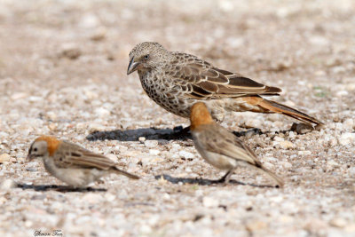 20140722_1496-Rufous-tailed-Weaver.JPG