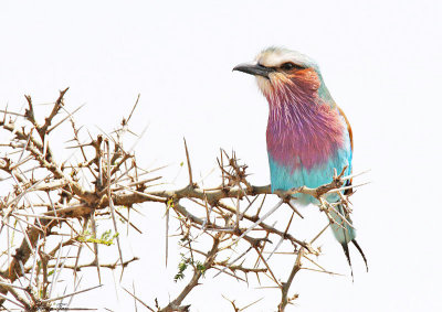 20140722_1498-Lilac-breasted-Roller.jpg