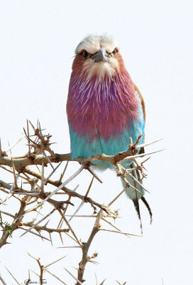 20140722_1500-Lilac-breasted-Roller.jpg