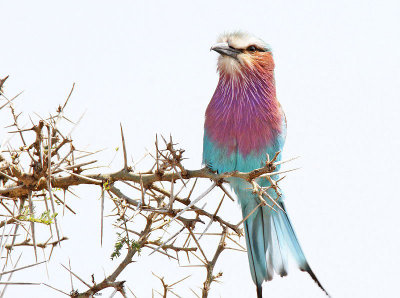 20140722_1502-Lilac-breasted-Roller.jpg