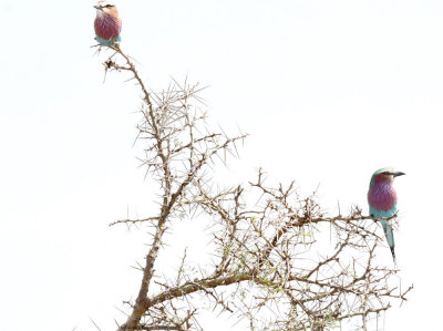 20140722_1504-Lilac-breasted-Roller.JPG
