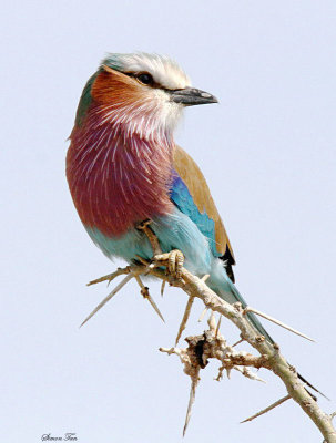 20140722_1506-Lilac-breasted-Roller.JPG
