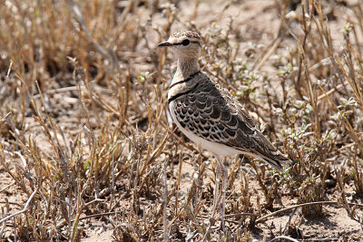 20140722_1508-Two-banded-Courser.JPG