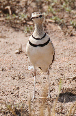 20140722_1510-Two-banded-Courser.JPG