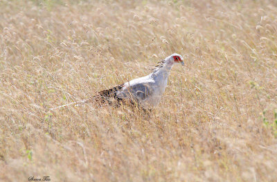 20140722_1514-Secretary-Bird.JPG