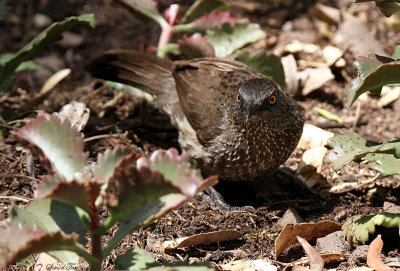 20140722_1524-Arrow-marked-Babbler_.JPG