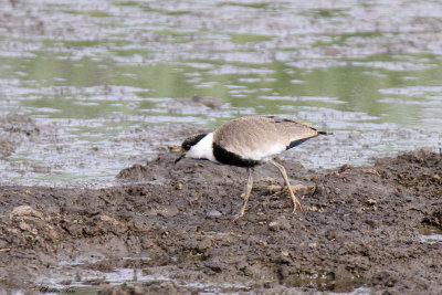 20140722_1528-Spur-winged-Plover.JPG