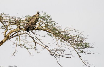 20140722_1530-White-backed-Vulture.JPG