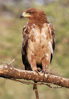 20140722_1546-Tawny-Eagle.JPG