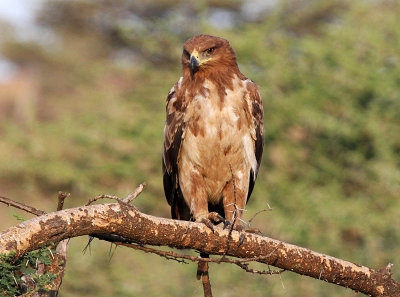 20140722_1548-Tawny-Eagle.JPG