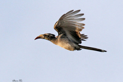 20140722_1550-African-Grey-Hornbill.jpg