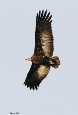 20140722_1552-Hooded-Vulture_.JPG