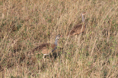 20140722_1556-White-bellied-Bustard.JPG