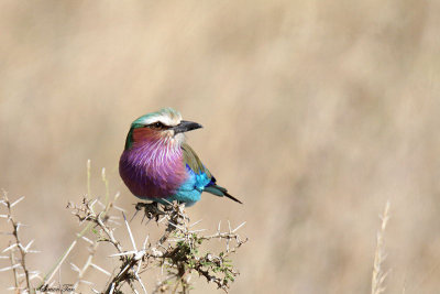 20140723_1596-Lilac-breasted-Roller.JPG