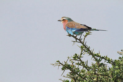20140723_1598-Lilac-breasted-Roller.jpg