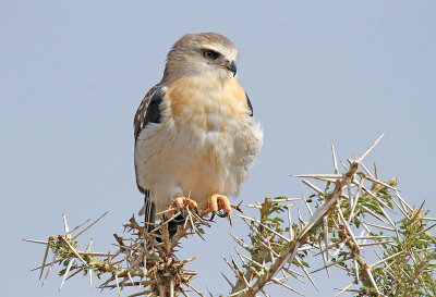 20140723_1600-Black-shouldered-Kite.jpg