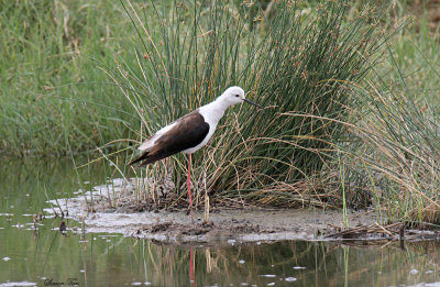 20140723_1612-Black-winged-Stilt.JPG