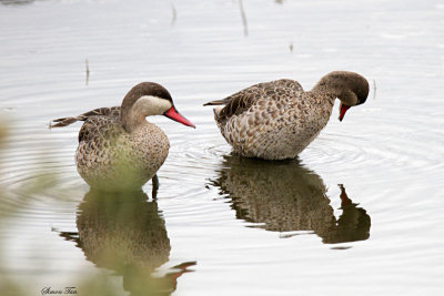 20140723_1614-Red-billed-Teal.JPG