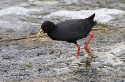 20140723_1618-Black-Crake.JPG